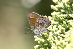 Callophrys loki