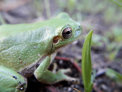 Hyla sarda