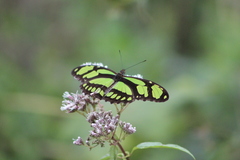Philaethria wernickei