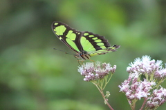 Philaethria wernickei