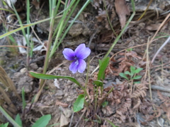 Viola mandshurica