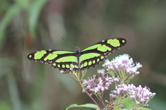 Philaethria wernickei