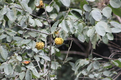 Annona sylvatica