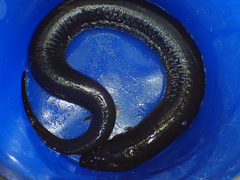 Amphiuma tridactylum