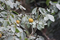 Annona sylvatica