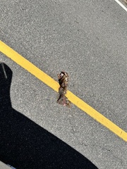 Sylvilagus palustris