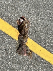 Sylvilagus palustris