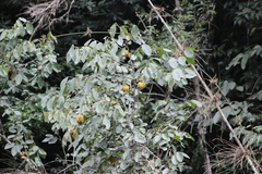 Annona sylvatica