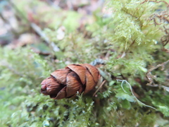 Tsuga chinensis