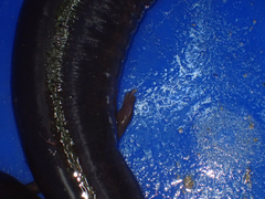 Amphiuma tridactylum