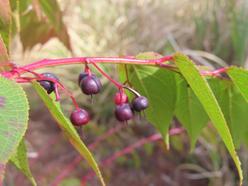 Gaultheria cumingiana