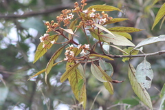 Nectandra oppositifolia