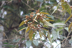 Nectandra oppositifolia