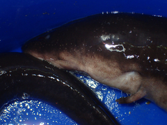 Amphiuma tridactylum