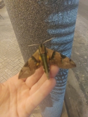 Eumorpha capronnieri