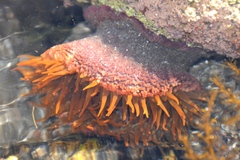 Bunodosoma californica