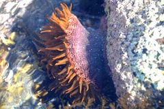 Bunodosoma californica