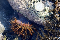Bunodosoma californica