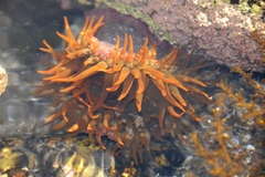 Bunodosoma californica