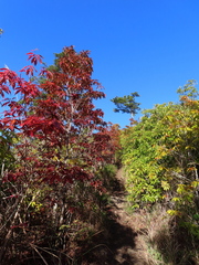 Schima superba superba