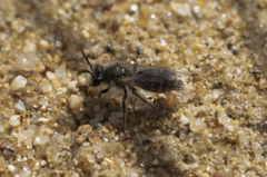Andrena wellesleyana