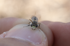 Andrena wellesleyana