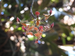 Epidendrum galeottianum