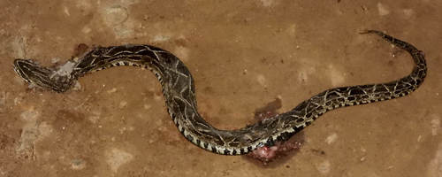 Cotiara, Bothrops cotiara