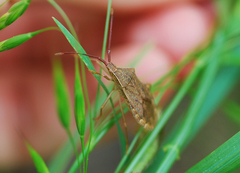 Homoeocerus dilatatus