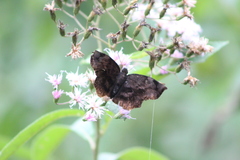 Achlyodes busirus rioja