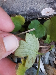 Ranunculus multiscapus