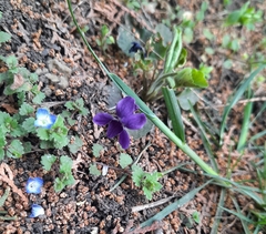 Viola odorata