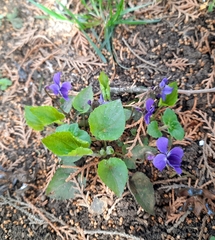 Viola odorata