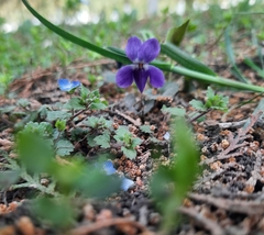 Viola odorata