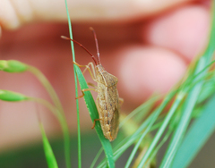 Homoeocerus dilatatus