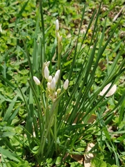 Nothoscordum bivalve