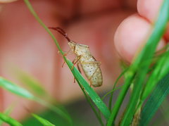 Homoeocerus dilatatus