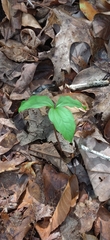 Trillium grandiflorum