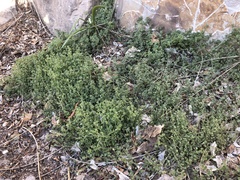 Veronica hederifolia