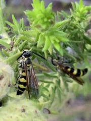 Dielis trifasciata