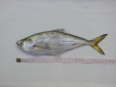 Oligoplites