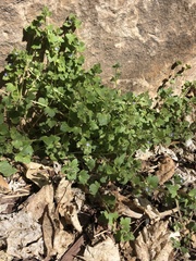 Veronica hederifolia