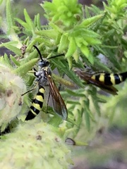 Dielis trifasciata