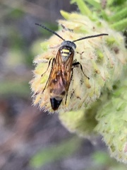 Dielis trifasciata