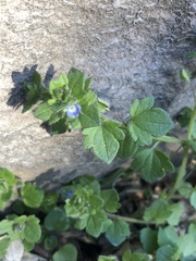 Veronica hederifolia