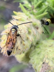 Dielis trifasciata
