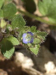 Veronica hederifolia