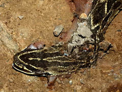 Bothrops cotiara