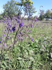 Salvia nutans