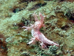 Bornella calcarata
